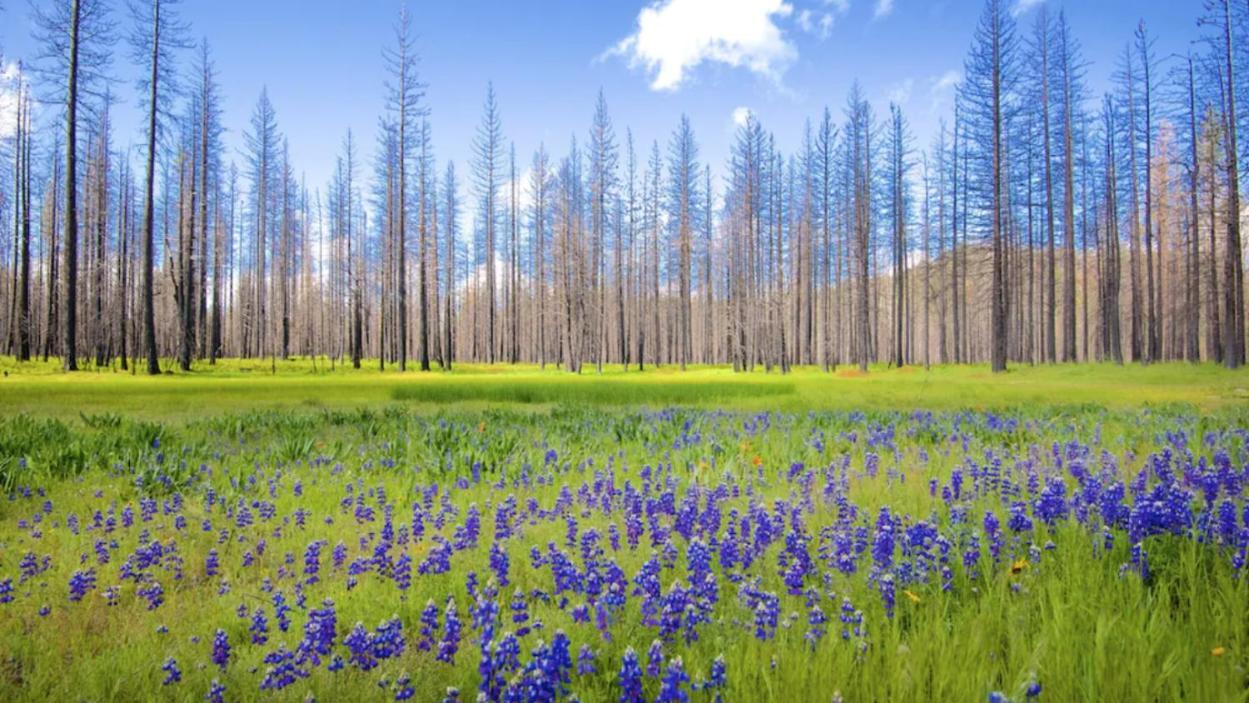 New Luxury Lake House In Pine Mountain Lake Close To Yosemite! Perfect For All Seasons! Great For Retreats, Getaways, Celebrations, And More! 格罗夫兰 外观 照片
